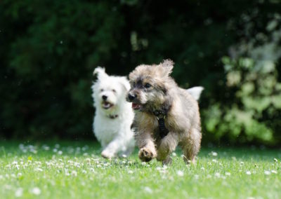 two-race-dogs-750570_1920